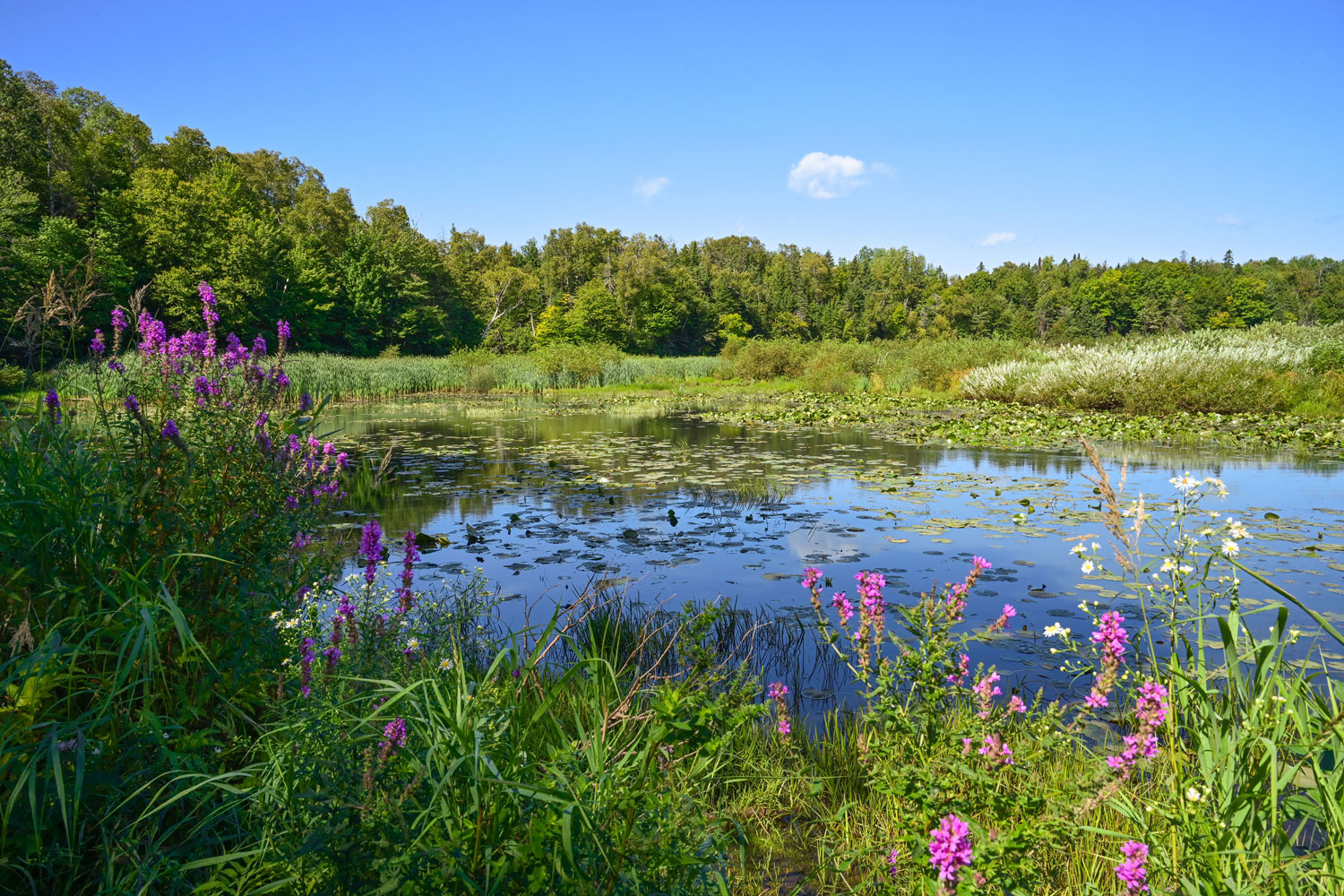 Terrain de biodiversité